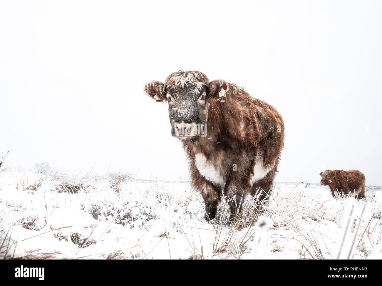 Hardy Highland Rinder und Kühe in einem abgelegenen Gebiet im Winter, wenn die Erde ist mit Schnee bedeckt Stockfoto