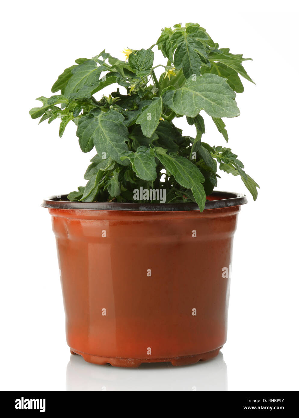 Tomaten Pflanzen im Topf, isoliert auf weiem Hintergrund Stockfotografie -  Alamy