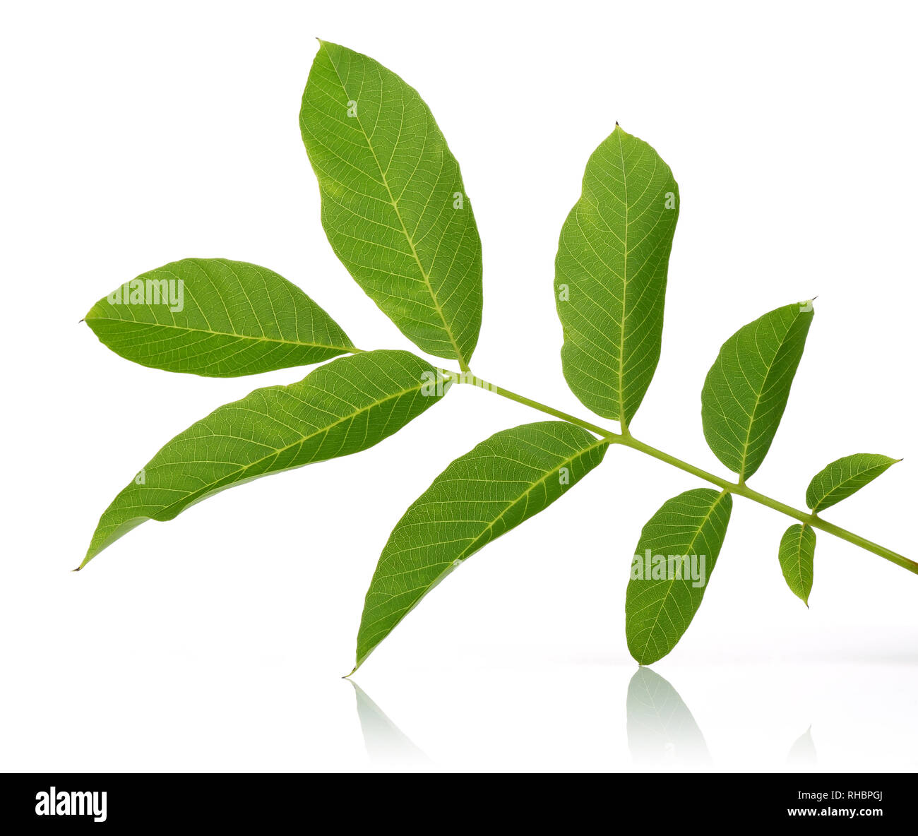 Nussbaum Blätter auf weißem Hintergrund Stockfoto