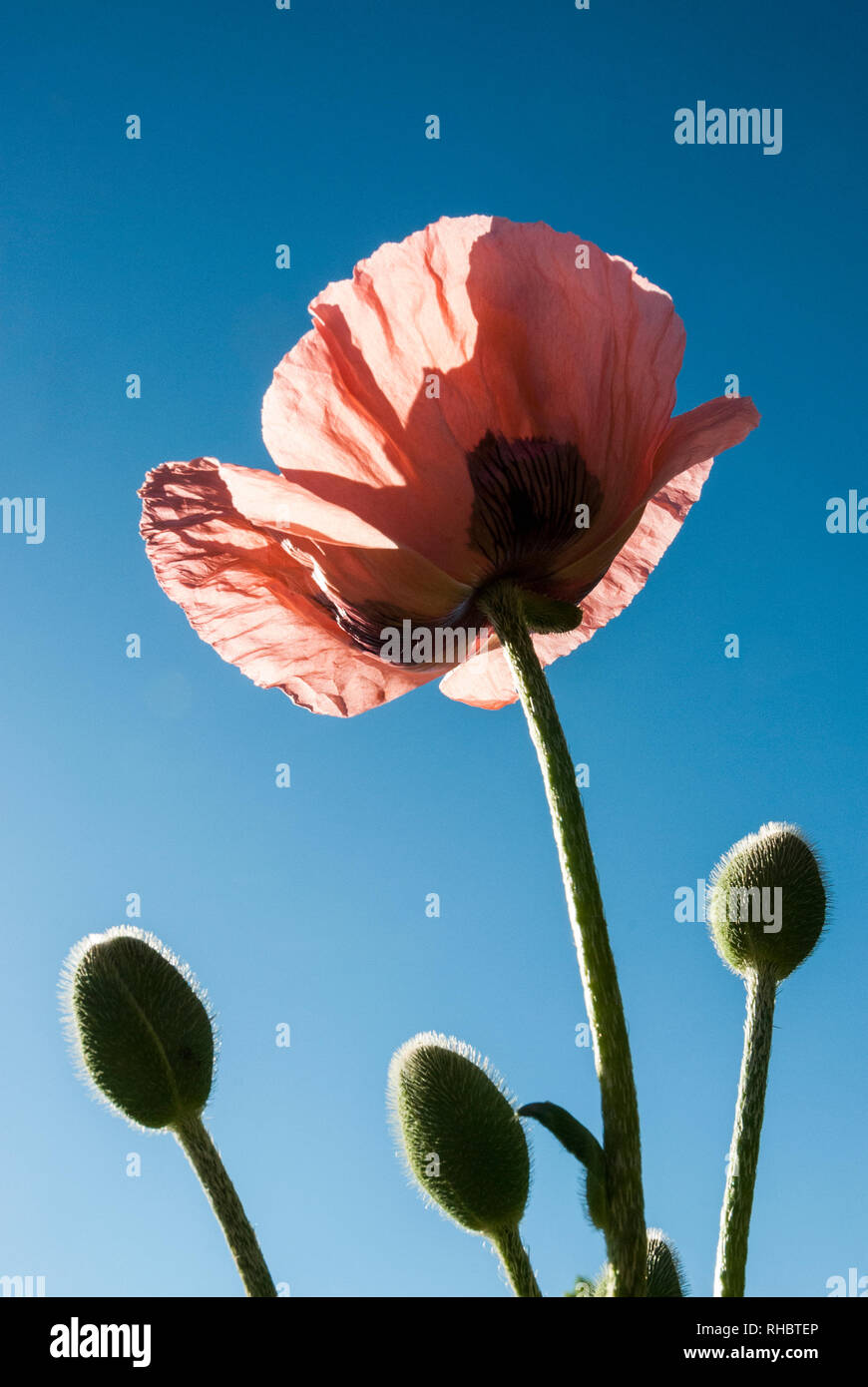 Von unten ein orientalischer Mohn blüht mit Knospen (Karine) gegen einen strahlend blauen Himmel an einem heißen Sommertag. Stockfoto