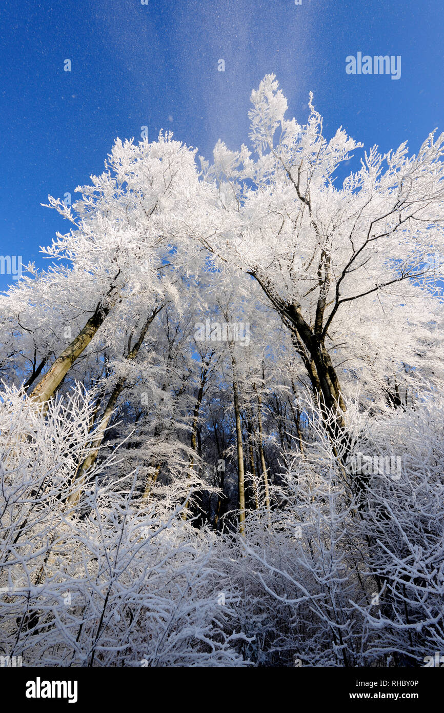 Schönheit, kalt, Fantasy, Magie, Nebel, Nebel, sonne, sonnig, blauer Himmel, geheimnisvoll, Geheimnis, Natur, Natur, Outdoor, root, Szene, Jahreszeit, Schnee, Schnee, Stockfoto