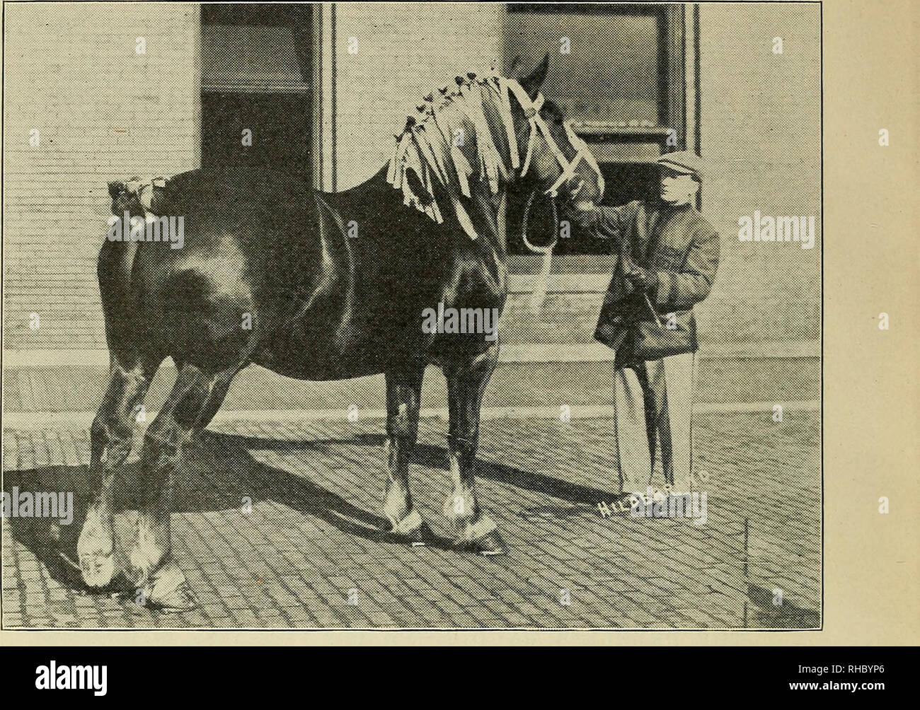 . Das Buch der Live stock Meister. Viehbestand. 190 DAS BUCH VON LIVE STOCK MEISTER.. BETSY DE VOORDE - IMPORTIERTEN BELGISCHEN MARE. Erster Preisträger in drei Jahre alte Klasse und Grand Champion belgischen Stute, Internationale Live Stock Exposition, Chicago, 1911. Von J.Crouch &Amp; Sohn, Lafayette, Ind. importiert. Bitte beachten Sie, dass diese Bilder sind von der gescannten Seite Bilder, die digital für die Lesbarkeit verbessert haben mögen - Färbung und Aussehen dieser Abbildungen können nicht perfekt dem Original ähneln. extrahiert. Hale, Philip Henry. [Aus dem alten Katalog]. St. Louis, MO., S. H. Hale Stockfoto