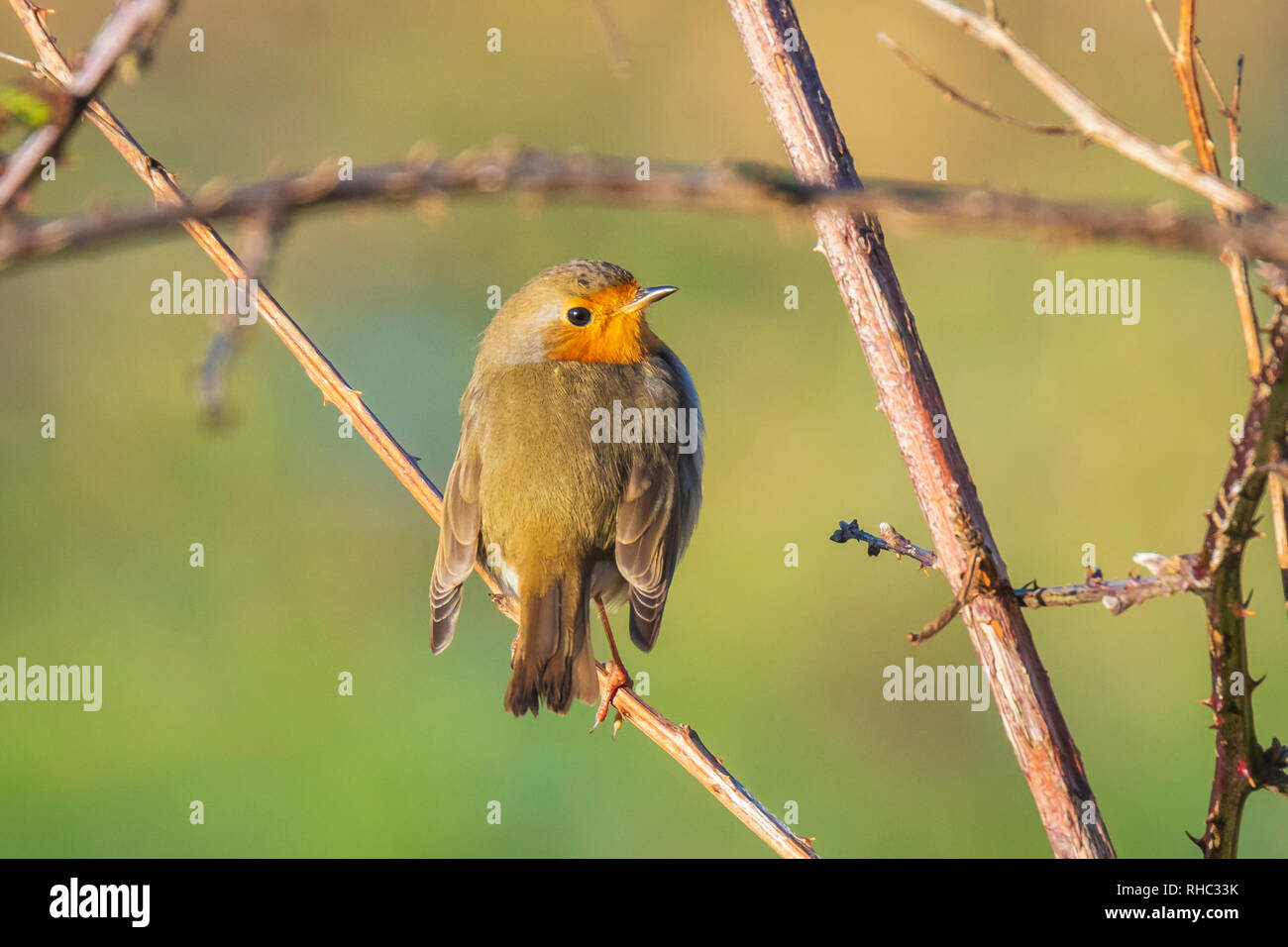 Europäische robin Erithacus rubecula Singen im Sonnenlicht tagsüber in einem Busch Stockfoto