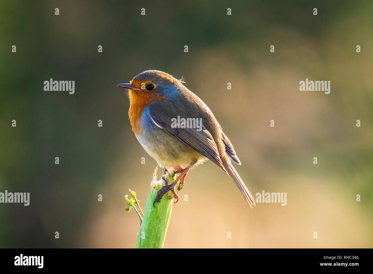 Europäische Robin (Erithacus Rubecula) hocken in einem Feld mit schönen Sonnenlicht. Stockfoto