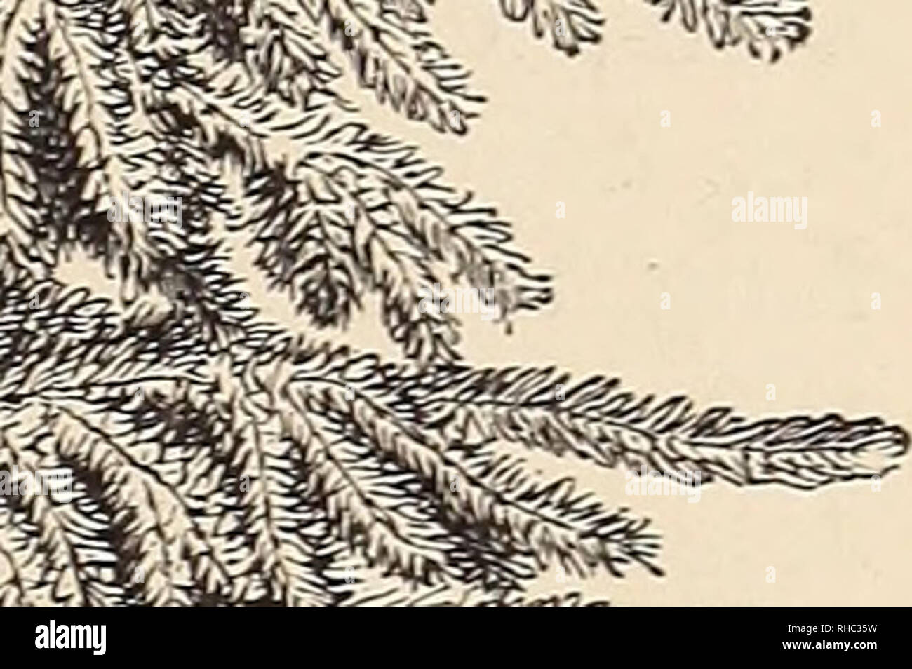 . Das Buch der Gartenarbeit; ein Handbuch der Gartenbau. Gartenarbeit ; Blumenkultur. Abb. 306.- Taxus whipplei Dovastoni. das dunkelste Grün. Einer der schönsten und nützlichsten ot weinenden Bäumen ist die hängend Form von Jkx AguifoHum; seine tiefe glänzende dunkelgrüne Blätter sind immer erfreulich, und die leuchtend roten Beeren Farbe hinzufügen, um sie im Winter. J. A. argentea pendula hat langen überhängenden Triebe mit Grau und weichen, grünen Laub gekleidet. Ein weiterer schöner Silber-leaved Art / ist. A. pendula pida. Von golden-leaved sortiert/A. pendula aurea Verdienen der breiteren Kultur ist, der sich Wachstum und sehr dekorative.. Plädoyer Stockfoto