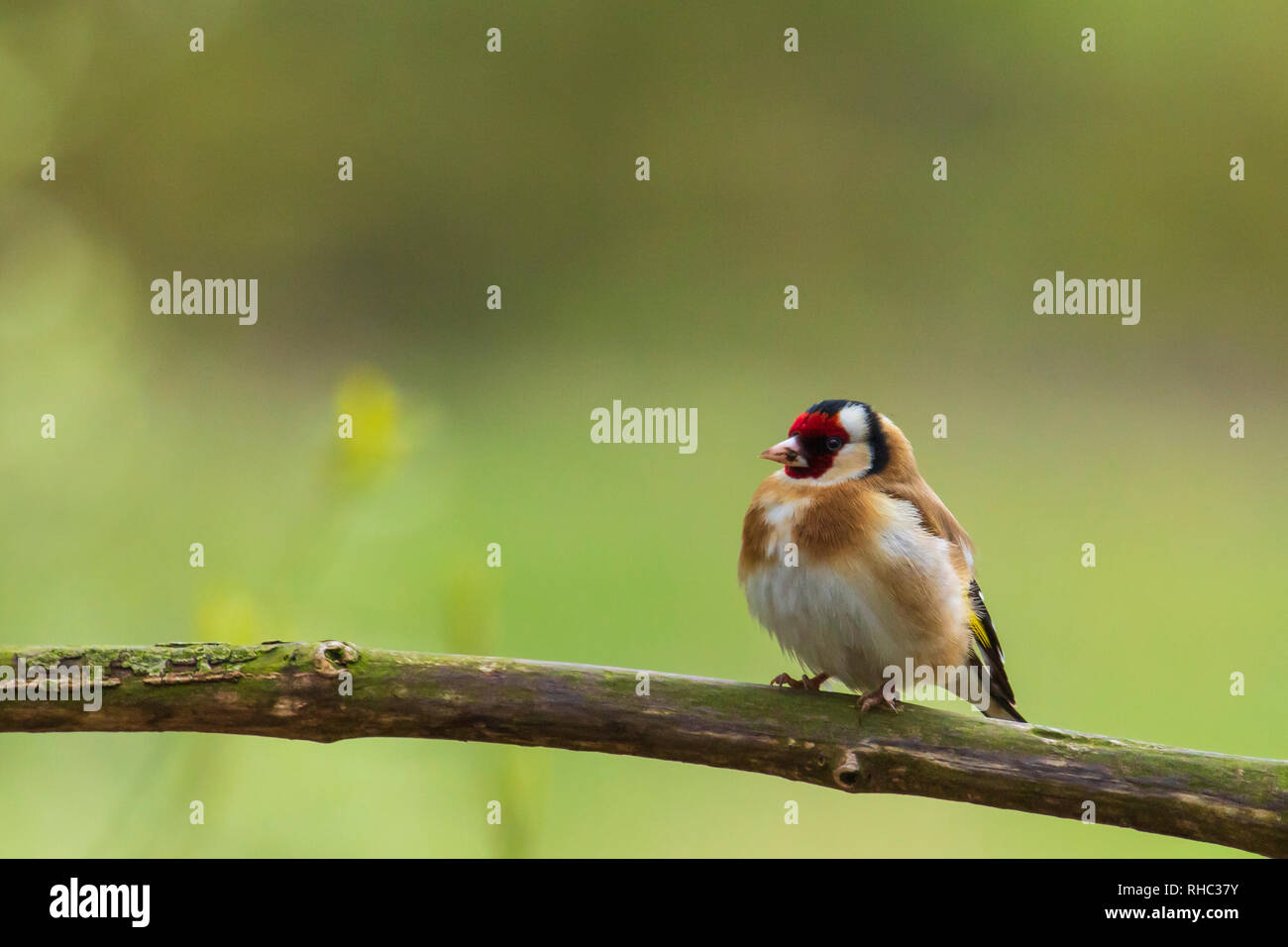 Porträt einer wunderschönen bunten Europäischen goldfinch Vogel, Carduelis carduelis, in einem Baum gehockt. Stockfoto