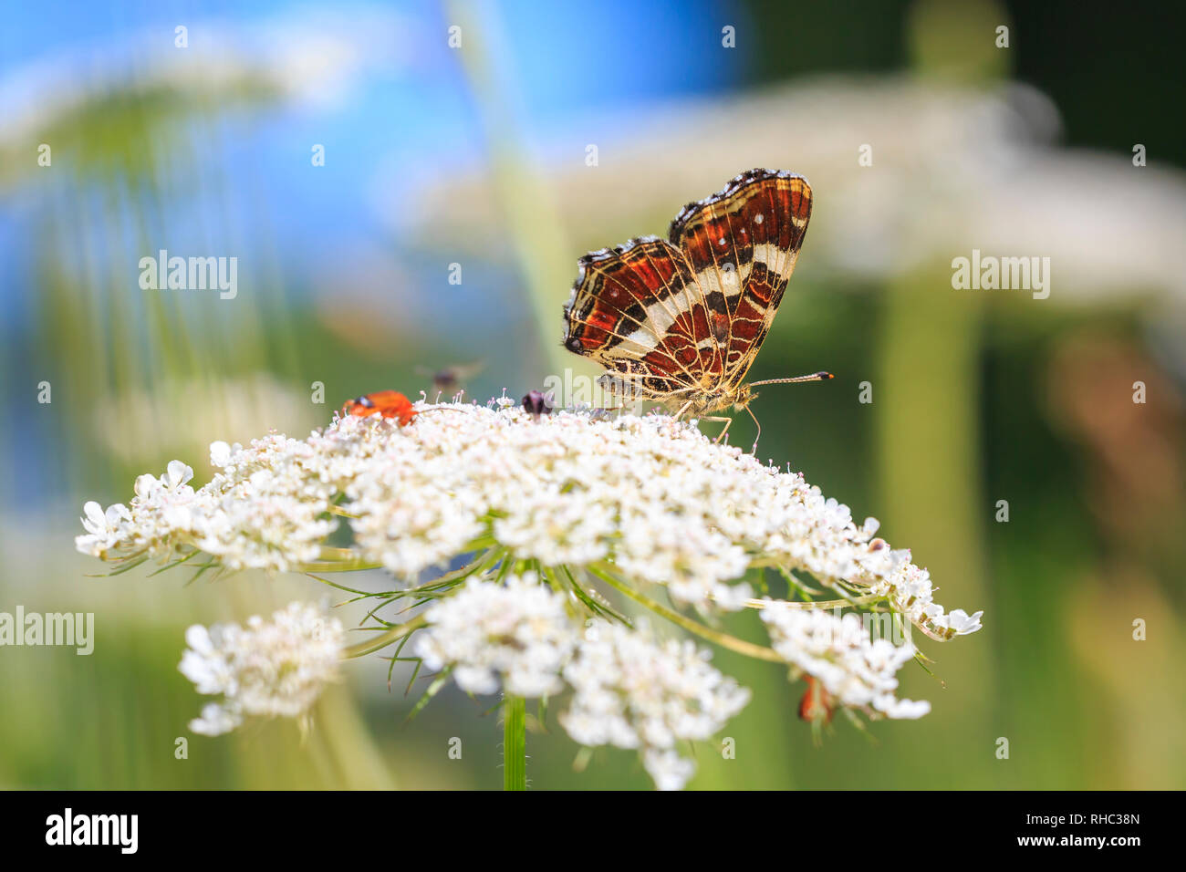 Seitenansicht close-up auf der Unterseite der Flügel an die Karte Schmetterling, araschnia Levana, Bestäubung auf die weißen Blüten von Elder masterwort Unkraut. Th Stockfoto