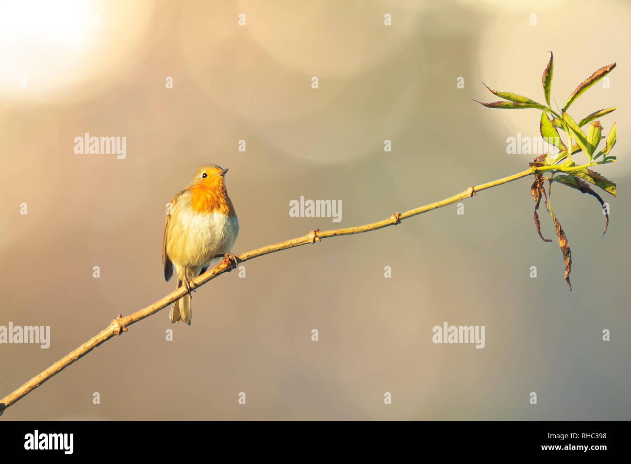 Europäische robin Erithacus rubecula Singen in Sonnenstrahlen Sonnenlicht während der Paarungszeit im Herbst Stockfoto