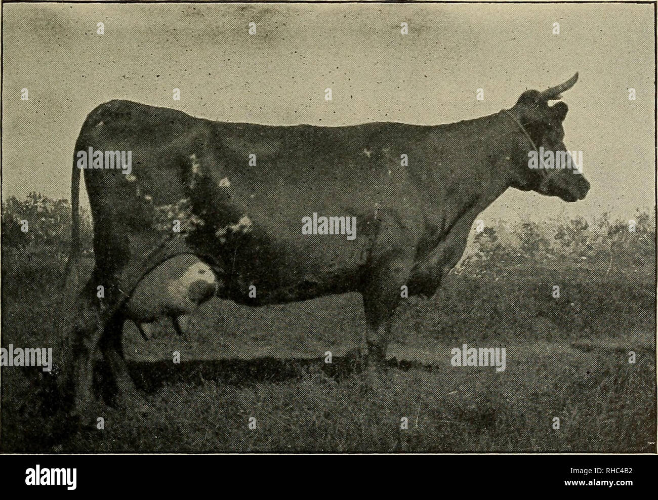 Fünf pfund note l -Fotos und -Bildmaterial in hoher Auflösung – Alamy