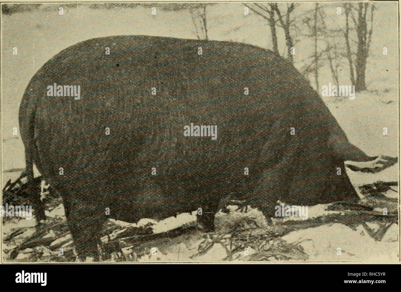 . Das Buch der Live stock Champions, eine künstlerische souvenir Ergänzung der monatlichen nationalen Landwirt und Winzer. Viehbestand. SHETLAND PONY HENGST - Kastanie, 3.572. Geboren 1897. Höhe, 41 Zoll. Erster Preisträger viele Zustand messen und Pferd zeigt. Bild bei Chicago International Live Stock Ausstellung von 1909, nach dem Gewinn der Goldmedaille von der American Shetland Pony Club angeboten.. TAMWORTH LEISTUNGSBESCHREIBUNG - PRUDALIA, 119, A. T.R. Erster in der Klasse und Lotterien säen, Illinois State Fair, 1898. Nach 3 Jahren fotografiert. Von J. M. Simpson &Amp; Söhne, von Palmer, 111.. Bitte beachten Sie t Stockfoto