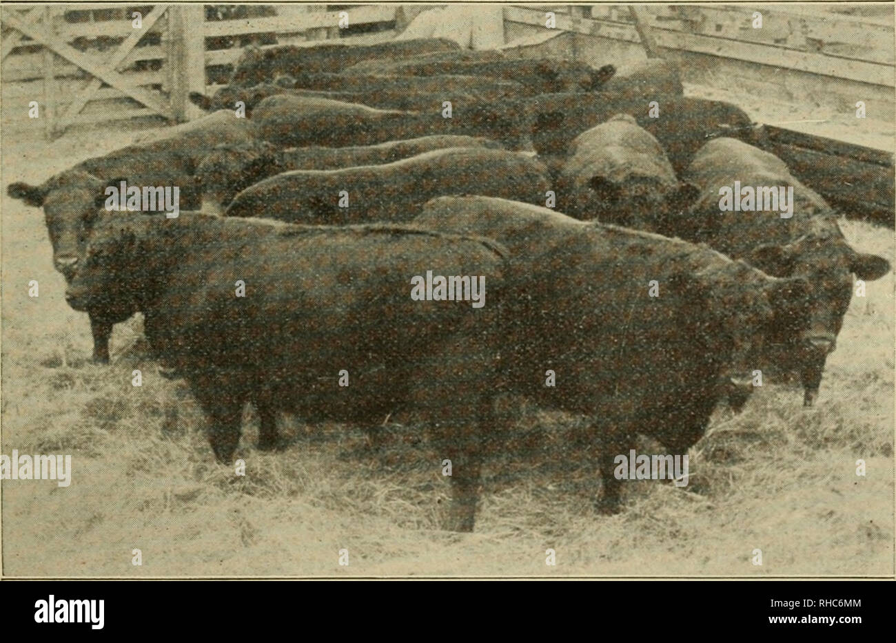 Das wurde ihr vom prinzen von wales verliehen -Fotos und -Bildmaterial ...
