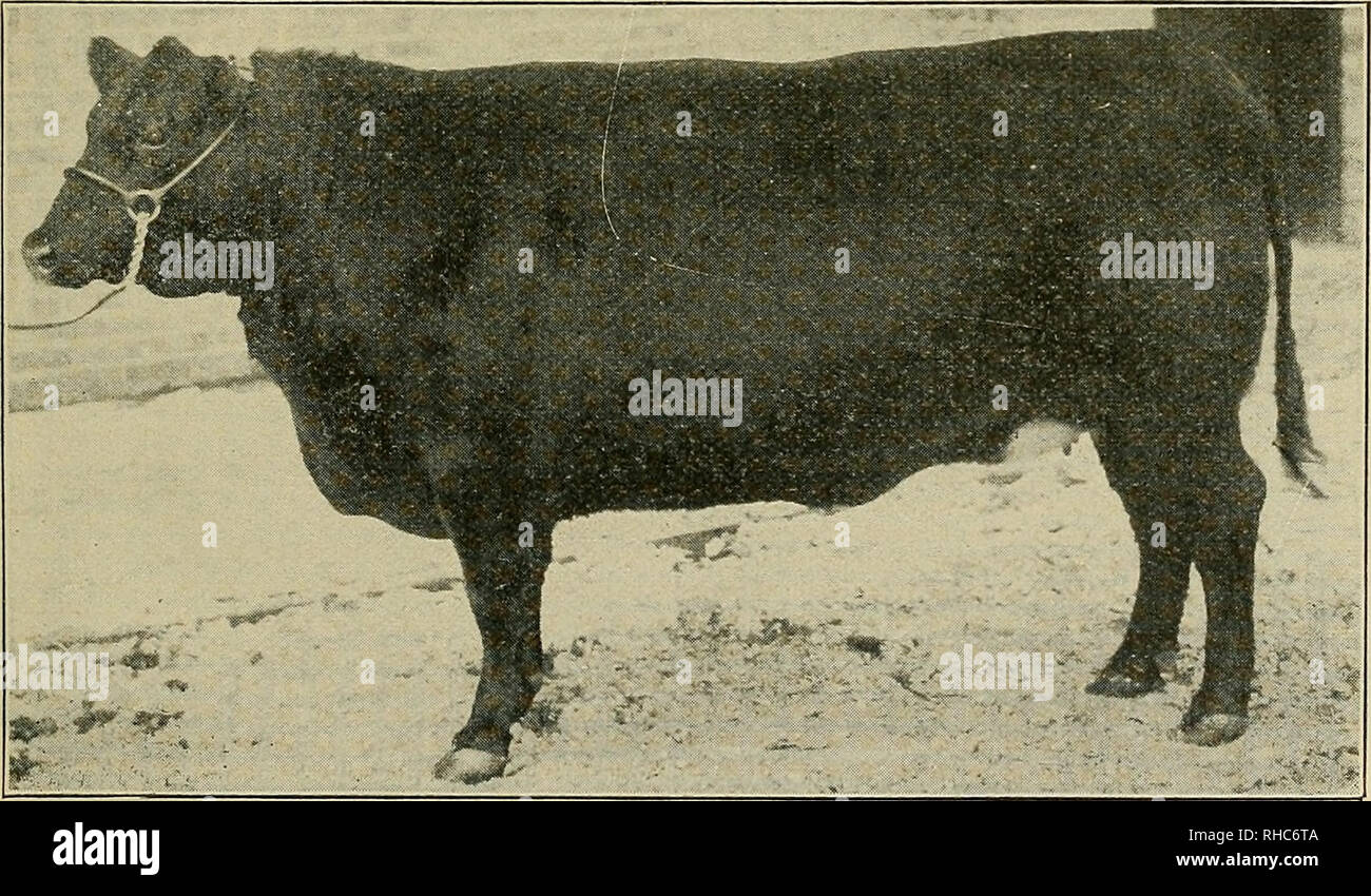 . Das Buch der Live stock Meister. Viehbestand. CLYDESDALE HORSE - NETHERLEA, fünf Jahre alt. Ein Cham- pions Liverpool Arbeit Pferd. Die Gewinnerin des ersten Preises, Offene klasse im Kabelbaum, Chicago International Exposition, 1900. Von Peter Walker &Amp; Söhne, von Liverpool. ABERDEEN - Angus Kuh - vala. Meister der Rasse für verschiedene Jahreszeiten, einschließlich Chicago International Exposition und American Royal Show. War Meister in jeder Show, in der sie ausgestellt wurde, und während ihr Leben war ohne ein Peer als Aberdeen ANGUS-Kuh. In Transit starb, während sich der Stromkreis im Jahre 1904, als Sie ownel von W. B. Seeley, Stockfoto