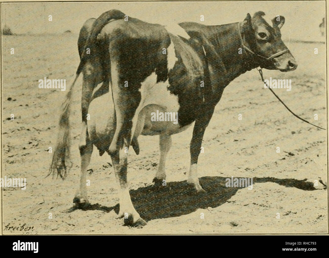 Marion gras Stockfotos und -bilder Kaufen - Alamy