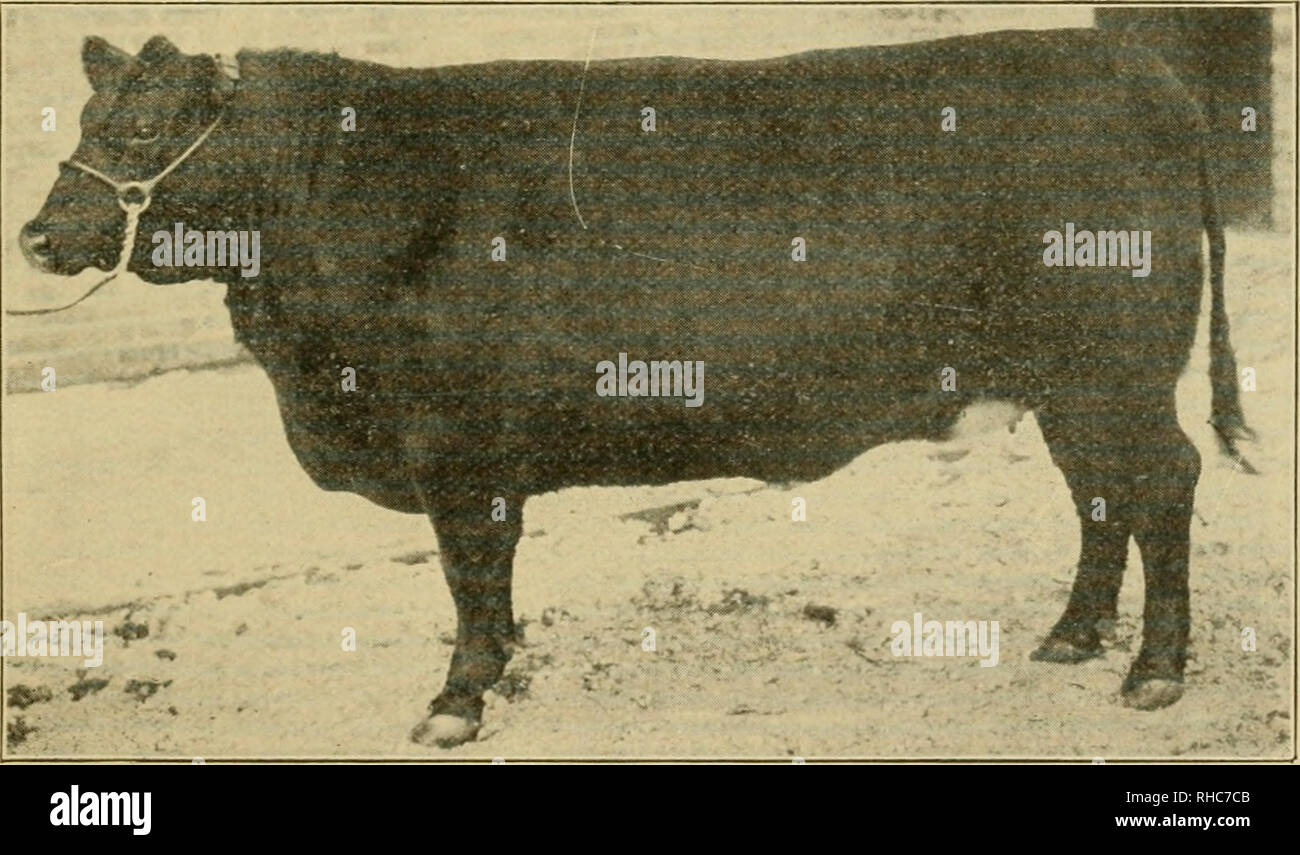 . Das Buch der Live stock Champions, eine künstlerische souvenir Ergänzung der monatlichen nationalen Landwirt und Winzer. Viehbestand. - NETHERLEA, fünf Jahre alt. Ein Cham - die Gewinnerin des ersten Preises, Offene klasse im Kabelbaum, Chicago International Exposition, 19 00. Von Peter Walker &Amp; Söhne, von Liverpool. CLYDESDALE HORSE-pion Liverpool Arbeit Pferd.. ABERDEEN - Angus Kuh - vala. Meister der Rasse für verschiedene Jahreszeiten, einschließlich Chicago International Exposition und American Royal Show. War Meister in jeder Show, in der sie ausgestellt wurde, und während ihr Leben war ohne ein Peer als Aberdeen - Ang Stockfoto