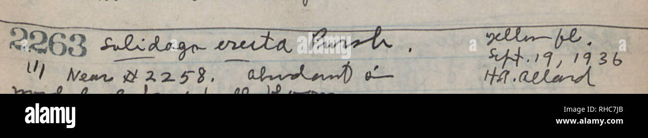 . Buch Nr. 2, H.A. Allard, Feld Sammlung Muster Nr. 1711-3420. Botanik; Botaniker. 22? £ fi CMj*^ Jr ^j^J): W v***** ** 7 Fc. iW^^ jU/. /VV? ^ W. /^J&gt;^ ± ^M+&AMP;t - r^k^ZvCf2279 Pro**-tp4 Rfr. - Abl.^y^^ (nrK° JUN-^ r-rrtiJ J2282^^^^^-00 Ol^t&gt;-c- L&lt;k2285 ^-^v (ku^v^l I */. Bitte beachten Sie, dass diese Bilder sind von der gescannten Seite Bilder, die digital für die Lesbarkeit verbessert haben mögen - Färbung und Aussehen dieser Abbildungen können nicht perfekt dem Original ähneln. extrahiert. Allard, H. A. (Harry Ardell), 1880-1963. Stockfoto