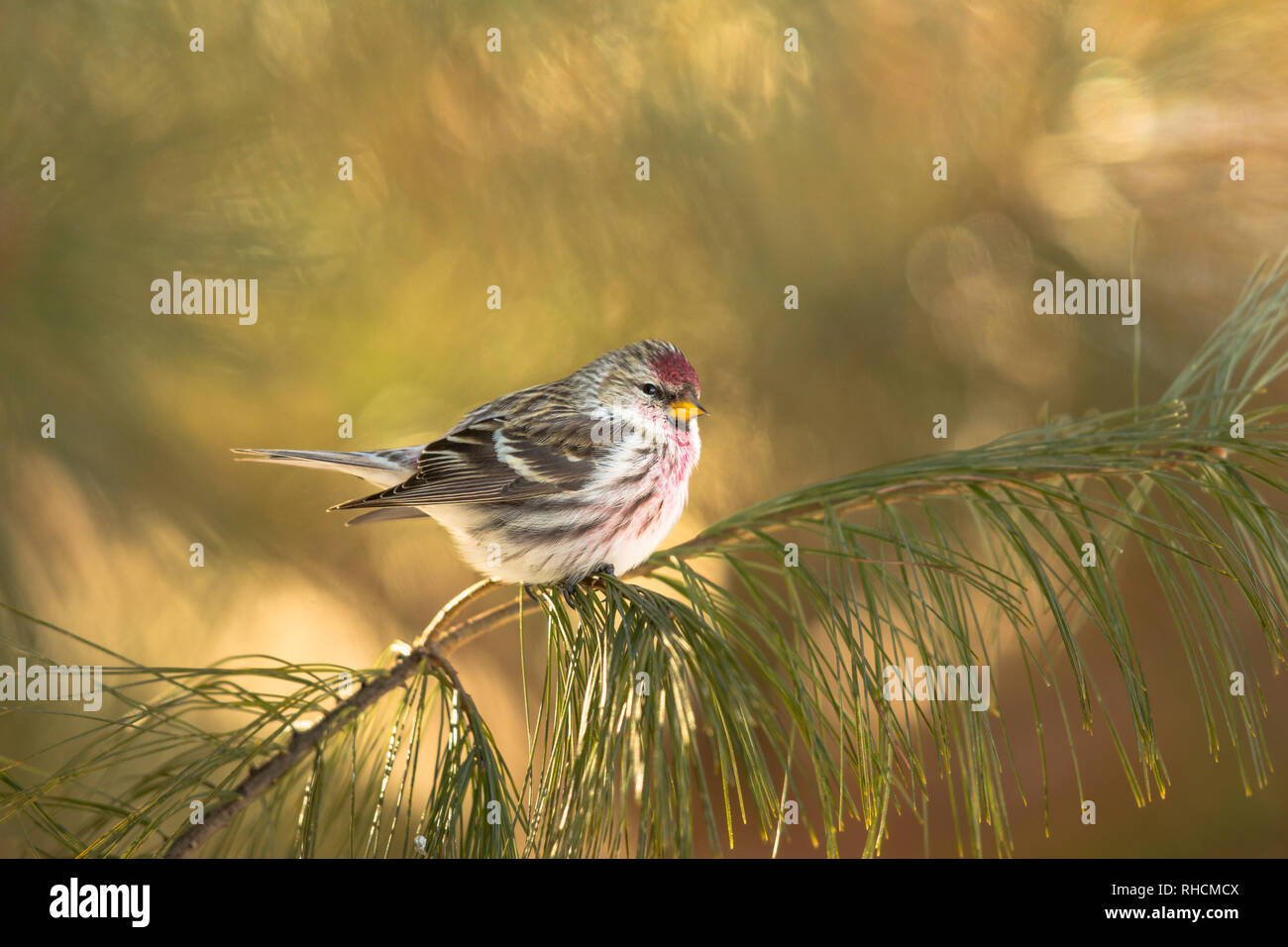 Common redpoll in einem weißen thront Kiefer in Nordwisconsin. Stockfoto