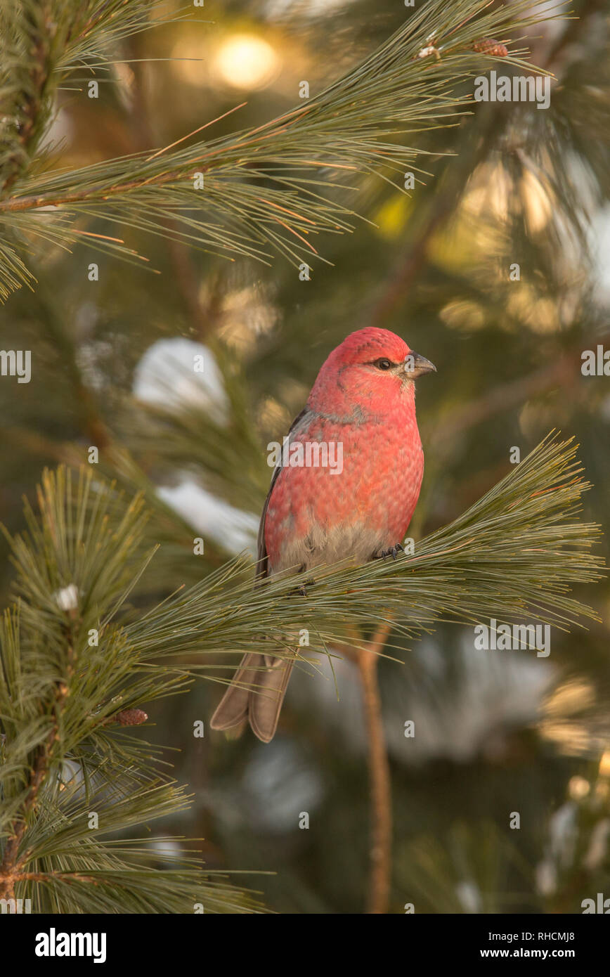 Männliche pine Grosbeak in Nordwisconsin. Stockfoto