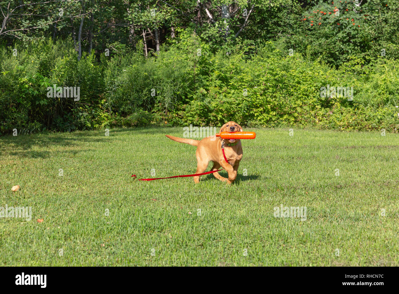Fox red Labrador Retriever Welpen wieder mit einem orangefarbenen Trainingspuppe. Stockfoto