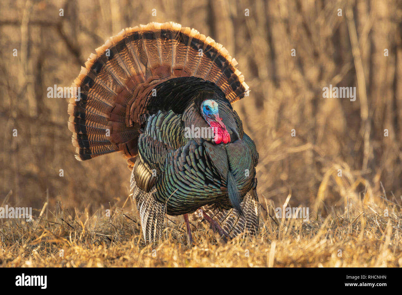 Männliche östlichen wilde Türkei am späten Nachmittag Licht. Stockfoto
