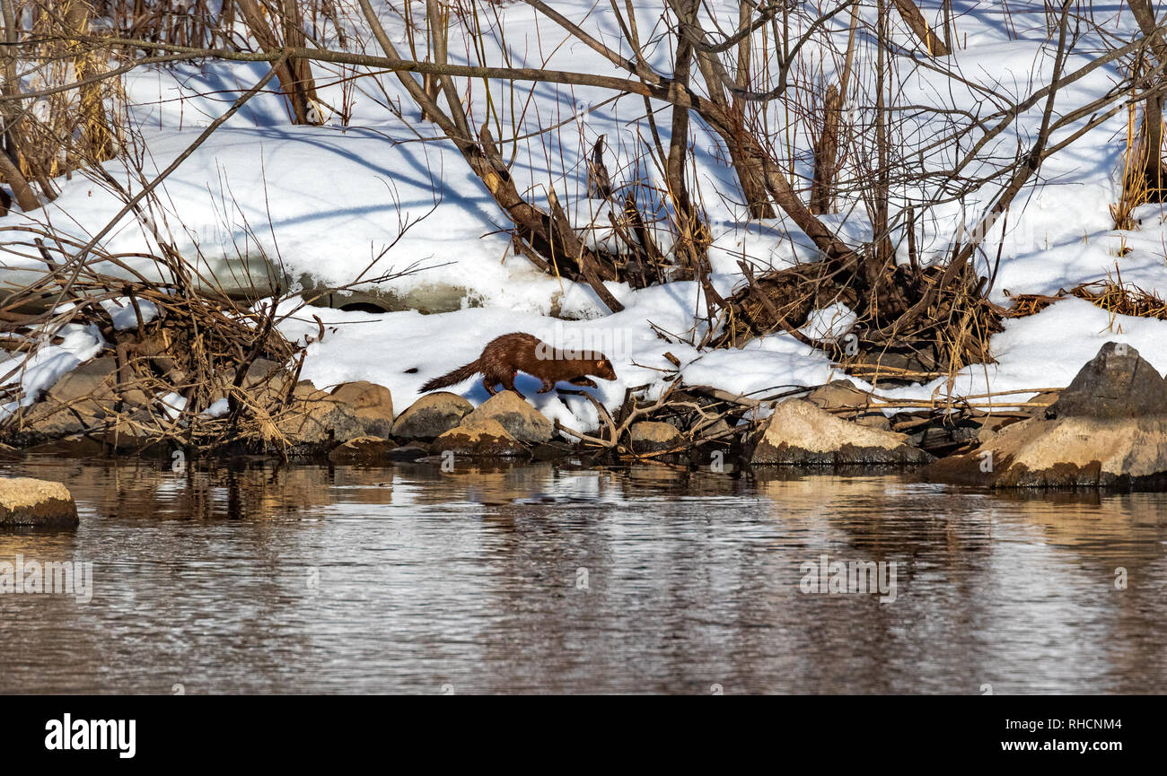 American mink auf der Suche nach Nahrung entlang der Küste des Chippewa River. Stockfoto