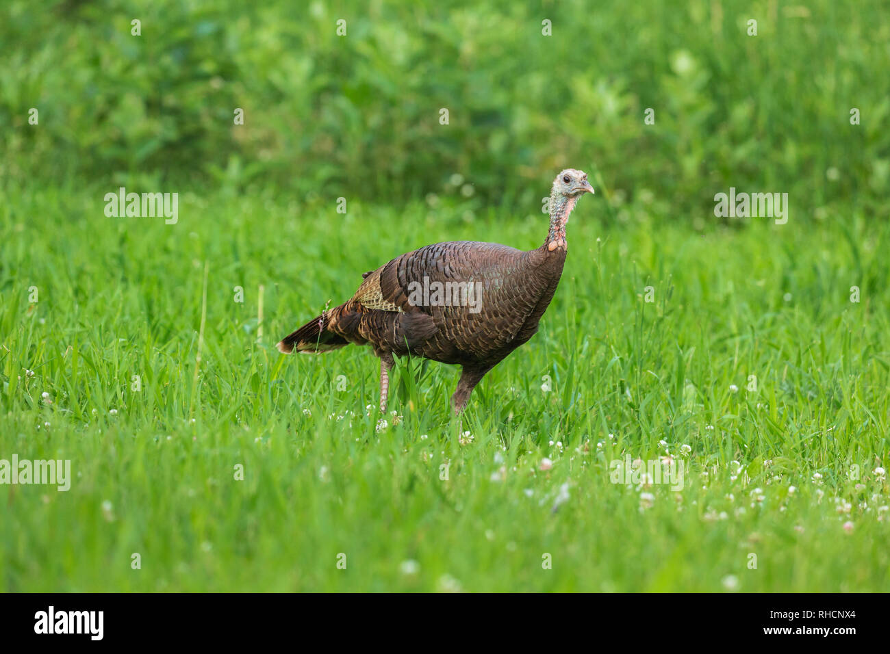 Henne wilde Türkei wandern in einer nördlichen Wisconsin Feld. Stockfoto