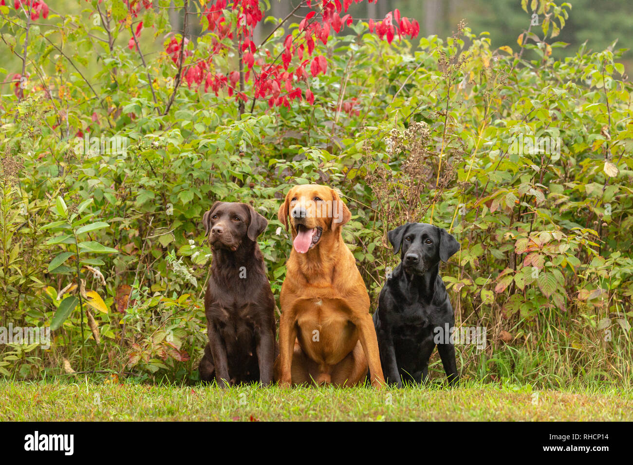 Schokolade, schwarz, und Fox red Labrador Retriever zusammen Posieren in einem Wisconsin Hinterhof. Stockfoto