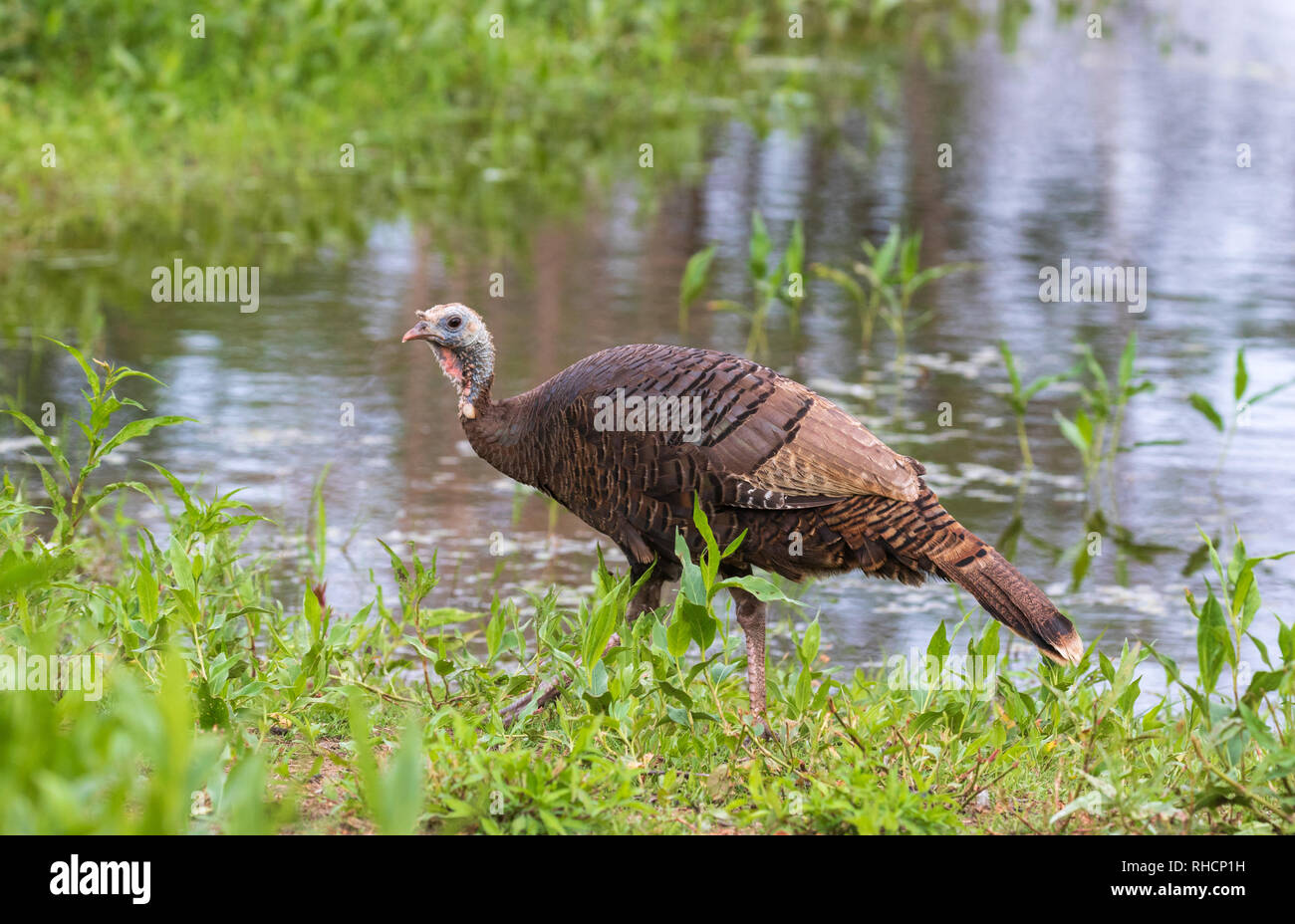 Henne wilde Türkei neben den Rand des Wassers in Nordwisconsin. Stockfoto