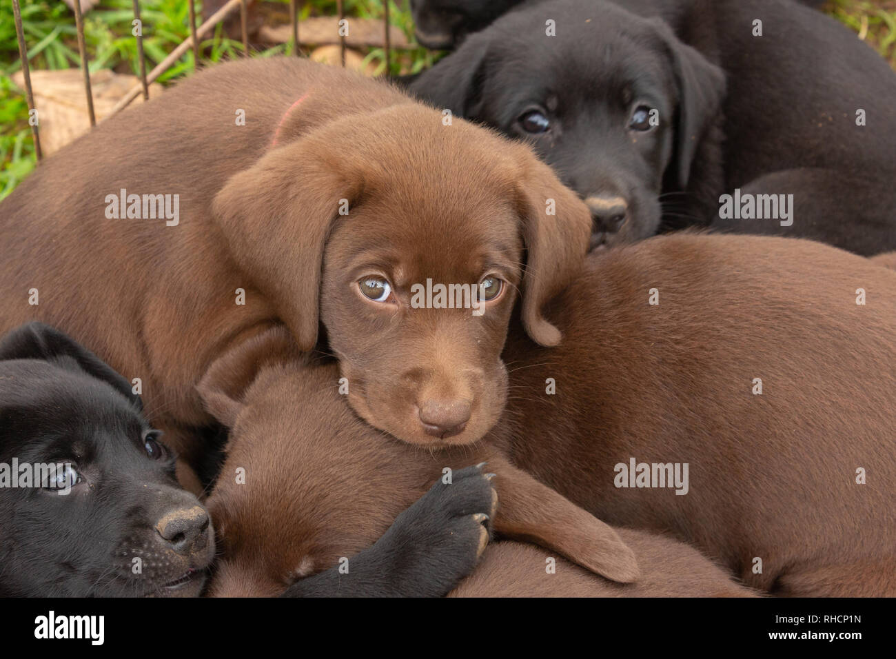 Wurf von Labrador Retriever Welpen Stockfoto