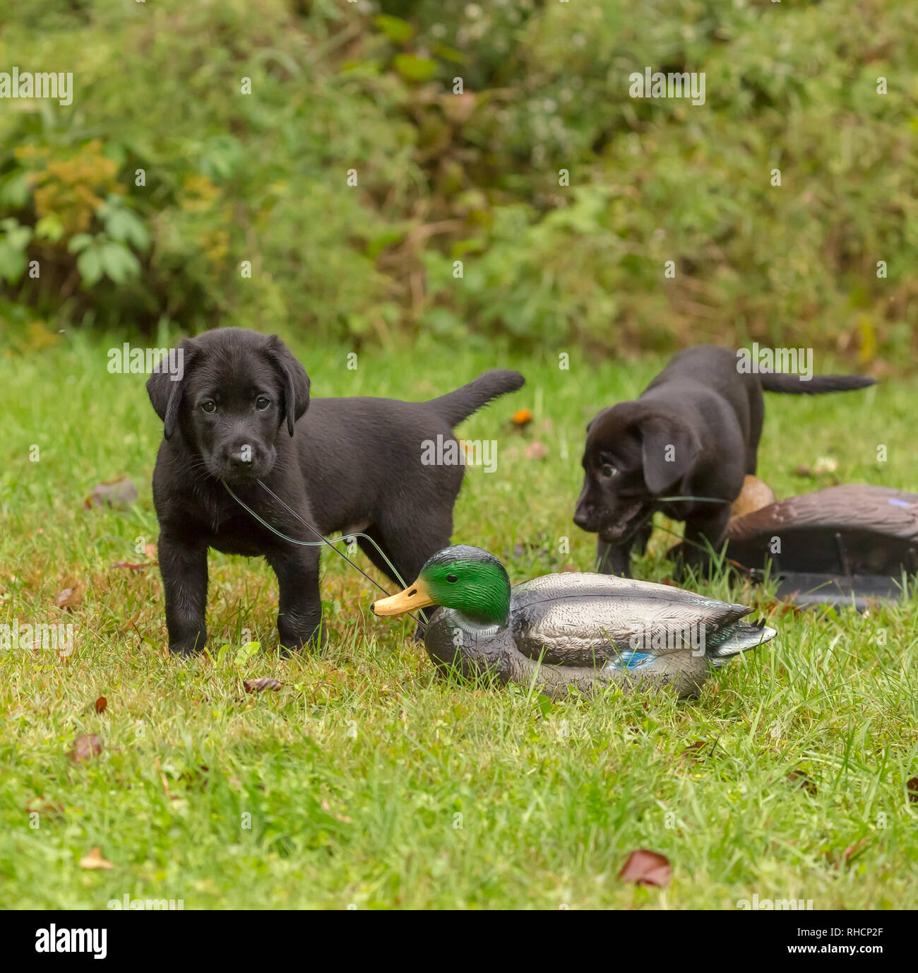 Schwarzer Labrador Retriever Welpen spielen mit entelockvögel. Stockfoto