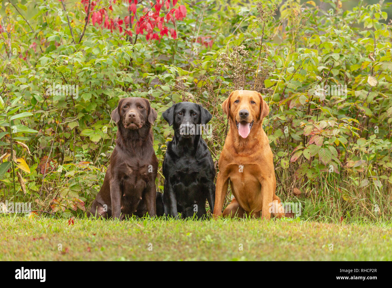 Schokolade, schwarz, und Fox red Labrador Retriever zusammen Posieren in einem Wisconsin Hinterhof. Stockfoto