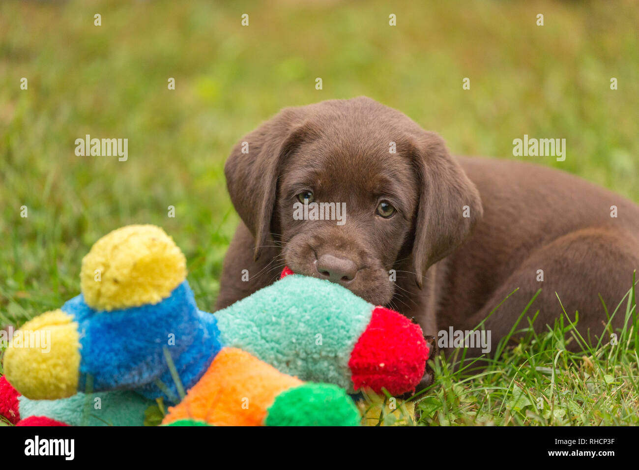 Chocolate Labrador Retriever Welpen Kauen auf ein buntes Spielzeug  Stockfotografie - Alamy