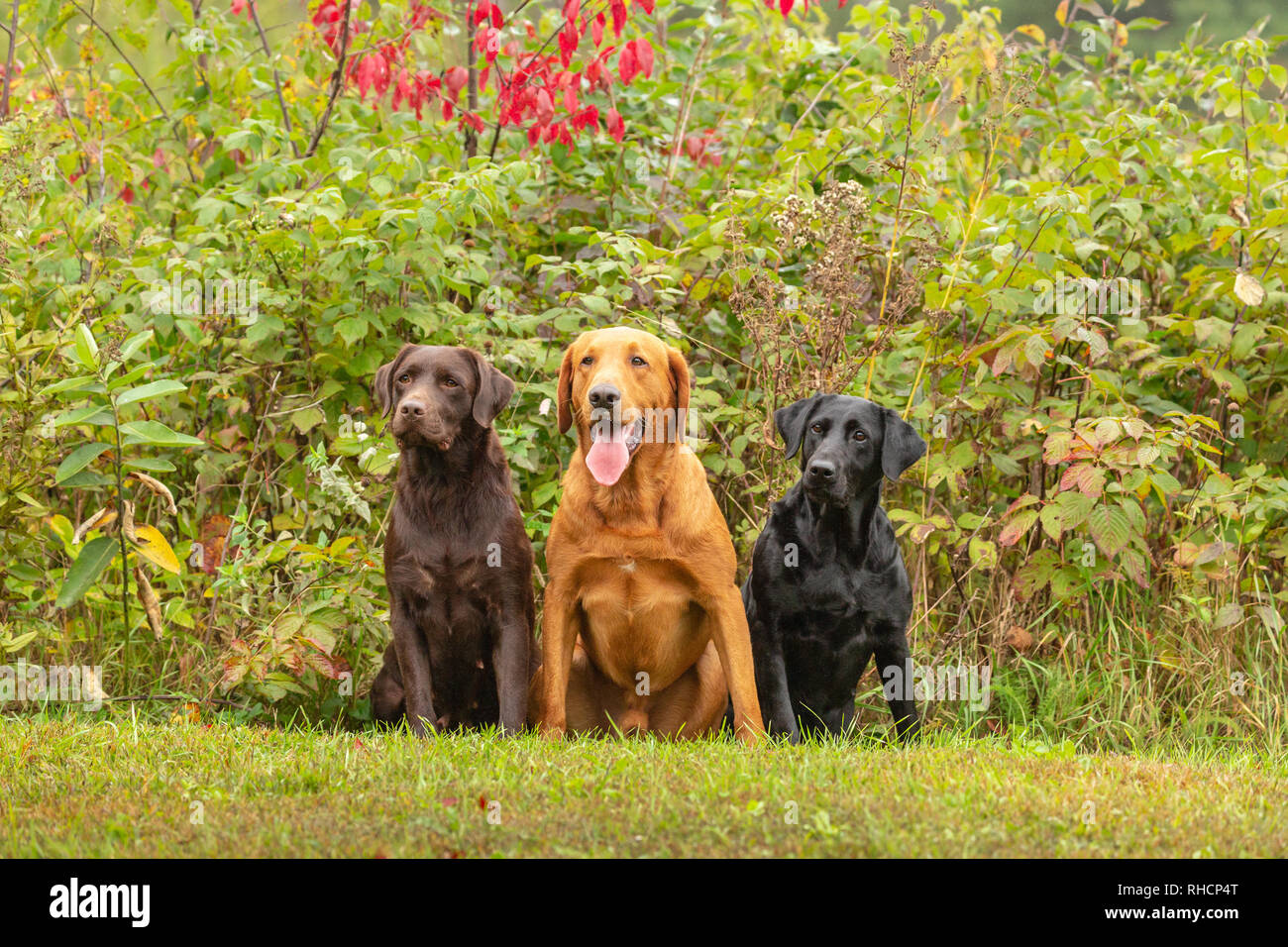 Schokolade, schwarz, und Fox red Labrador Retriever zusammen Posieren in einem Wisconsin Hinterhof. Stockfoto