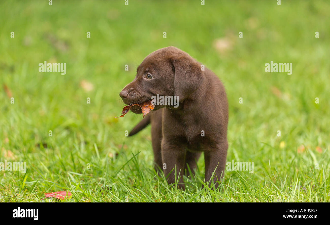 Chocolate Labrador Retriever Welpen mit einem Herbst Blatt. Stockfoto