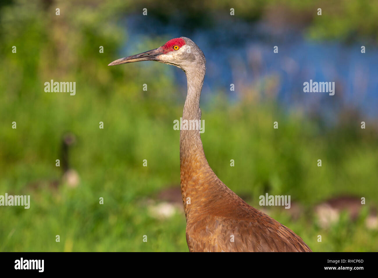 Nahaufnahme eines Sandhill Crane. Stockfoto