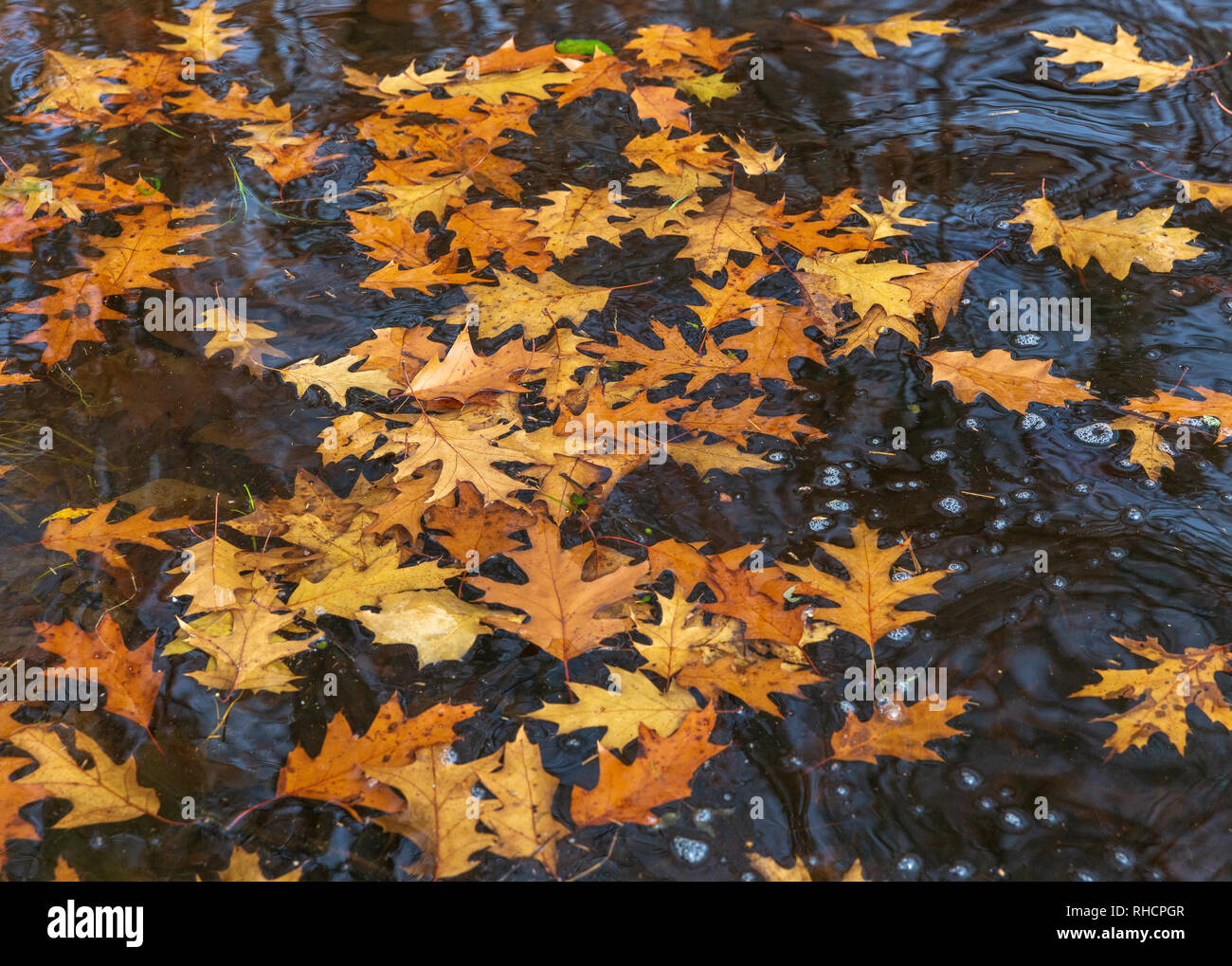 Rote eiche Blätter schwimmen in eine Wüste See in Nordwisconsin. Stockfoto