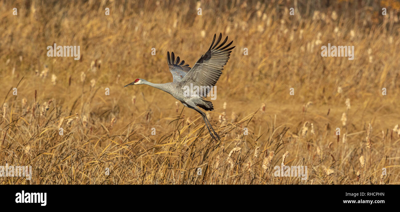 Sandhill Crane in Crex Wiesen (Nordwesten von Wisconsin). Stockfoto