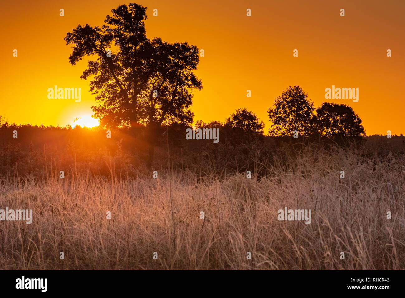 Die Morgensonne über den Horizont Spähen in Crex wiesen Naturschutzgebiet. Stockfoto