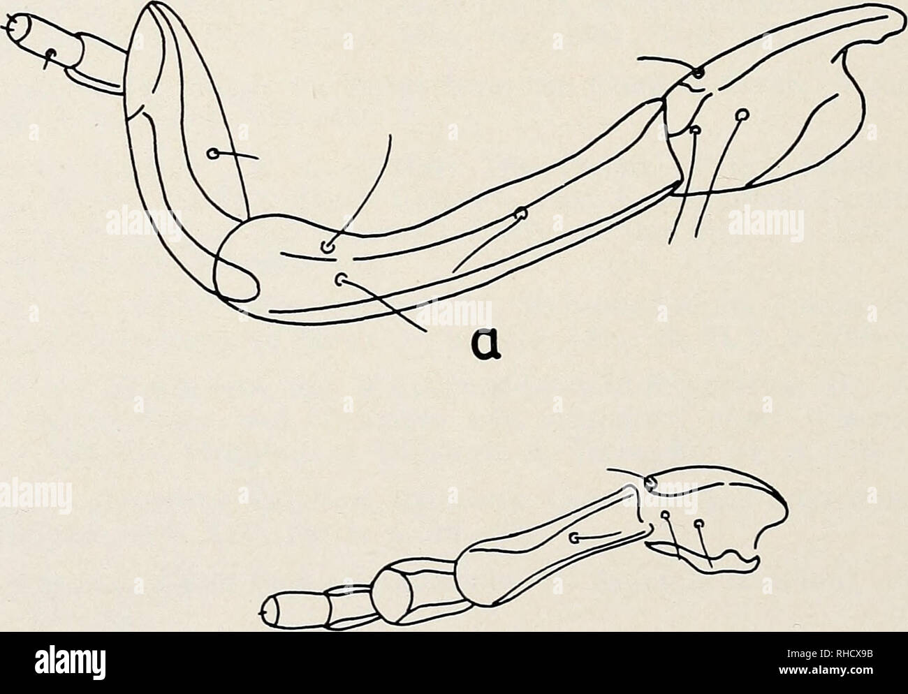 . Bonner zoologische Beiträge: Herausgeber: Zoologisches Forschungsinstitut und Museum Alexander Koenig, Bonn. Biologie; Zoologie. 244 Bonn, zool. Beitr. Neue Mallophagen aus dem Bernice S. Bishop Museum, Honolulu Von G. TIMMERMANN, Hamburg Herrn Prof. Dr. G. Niethammer anläßlich Waden 60. Geburtstages gewidmet. Durch die freundliche Getriebeumbauten Zubehör von Dr. Theresa Ton, British Museum (Natural History), London, wurde mir eine kleine Sammlung pazifischer Vogelmallophagen aus dem Besitz des Bernice S. Bischof Museen, Hono-Lulu, zur Bearbeitung überwiesen, sterbe ich, soweit es sich um bisher unb Stockfoto