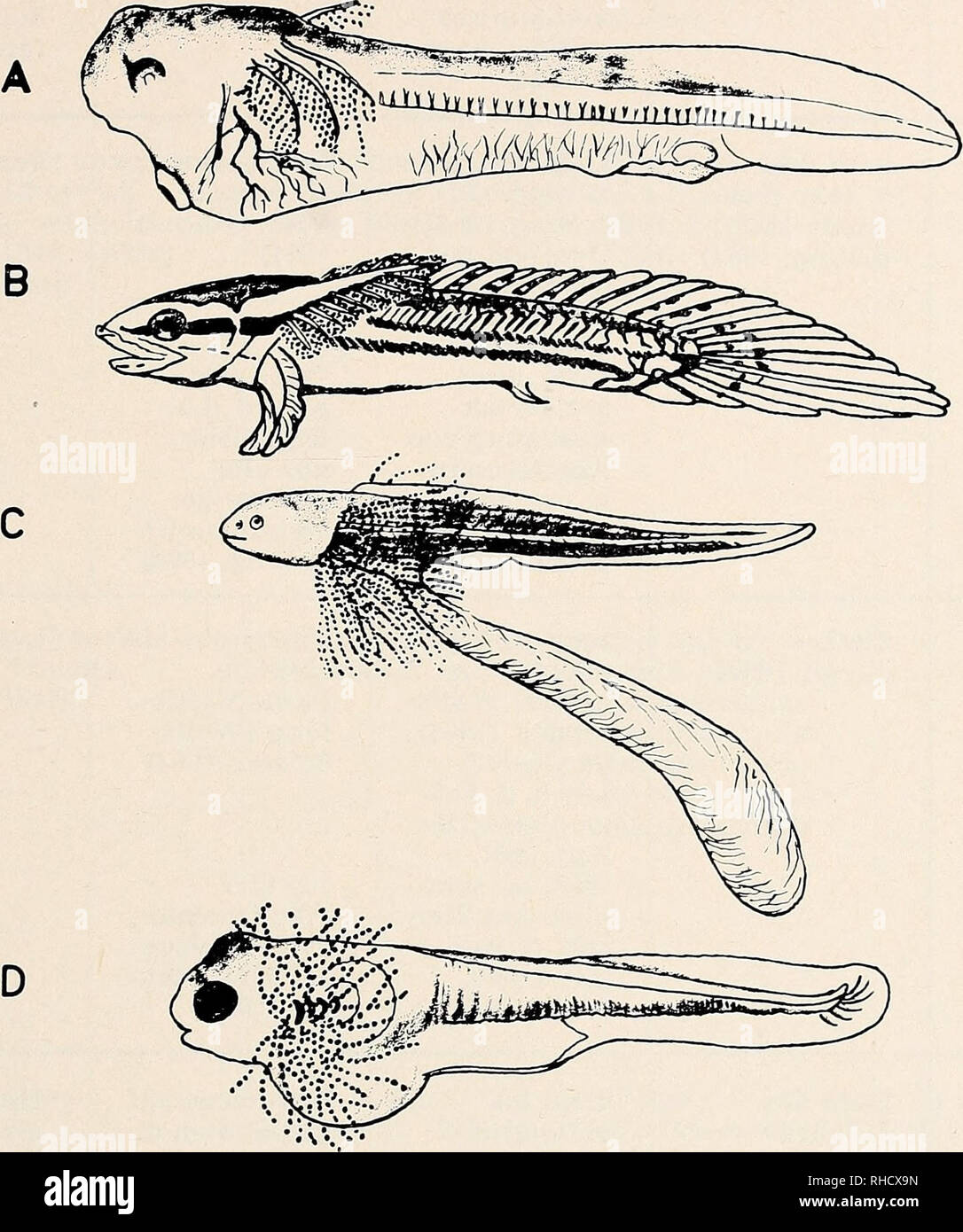 . Bonner zoologische Beiträge: Herausgeber: Zoologisches Forschungsinstitut und Museum Alexander Koenig, Bonn. Biologie; Zoologie. Heft 1/3 20/1969 Das Laichverhalten der Vertreter der Osteoglossidae 237. Abb. 9. Larven von phylogenetisch alten Süßwasser-Fischarten, sterben bei stehenden, u. Us sauerstoffungünstigen Gewässer leben (in den ersten Lebenstagen orig. am Boden der Gewässer) und zuerst mit äußeren Kiemenfilamenten ausgestattet sind. Eine Protopterus annectens Polypterus lapradei, B, C, D Gymnarchus niloticus Heterotis niloticus. (Zusammengestellt nach Budgett, 1901; etwas verändert). Zusamme Stockfoto