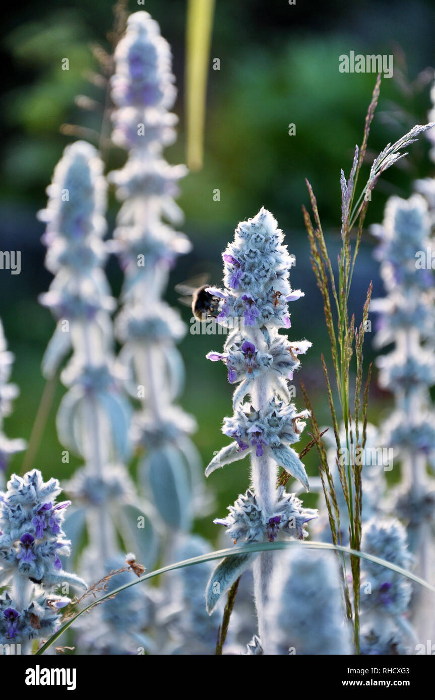Bienen fliegen um Blumen der Stachys byzantina im Garten Stockfoto