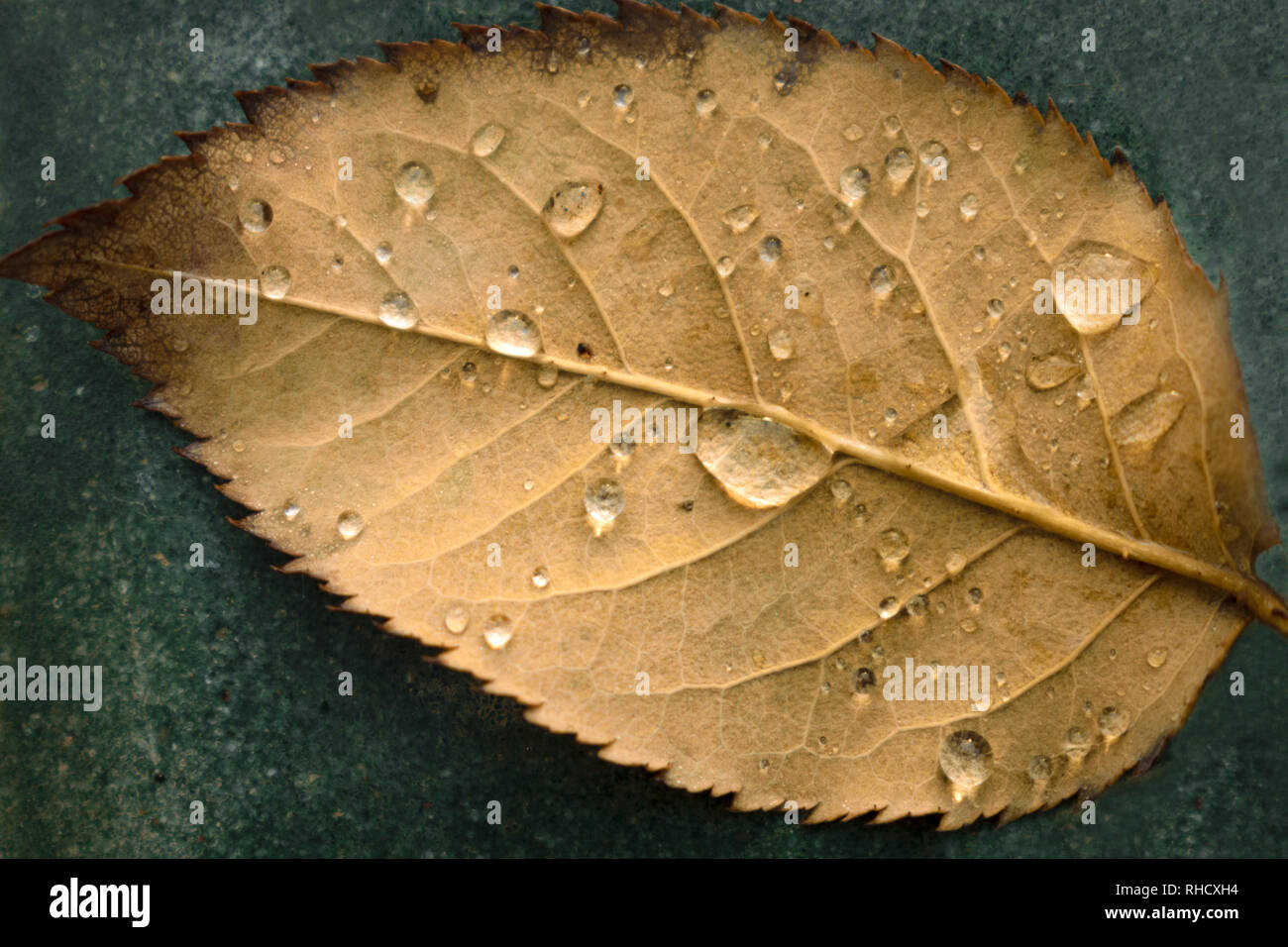 Gefallenen Palisander Blatt mit Wassertropfen Draufsicht, Herbst Farben Stockfoto