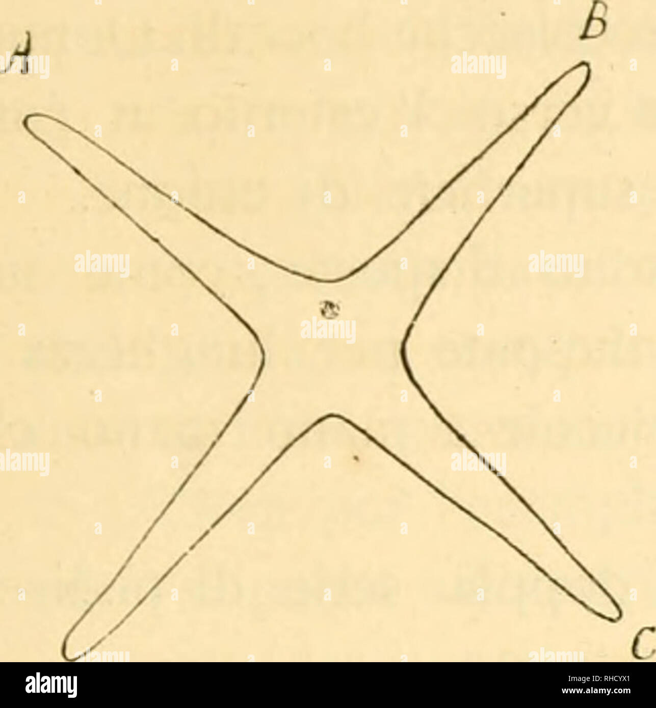 . Bollettino della Società dei naturalisti in Napoli. Natural History; natürliche Geschichte - Italien; Geologie; Wissenschaft; Paläontologie. 55. F'g. 3. cui trovasi La Rete dei rivestono granuli che tutta La superficie del Corpo dell'animale e che si fermano al Bordo di Essa, Cir-condandola. Tralascio la Beschreibung parti-colareggiata delle singole placche, rimandando alla Beschreibung che ne Einrichtung il Ludwig nella Monografia ci-tata ein Pag 272, per gli esemplari Normali. Tra le placche radiali e Adra - Bezeichnung diali, inferiormente, trovansi Le plac-che di sostegno o connettivali. Ne - gli spazi lasciati Dalle p Stockfoto