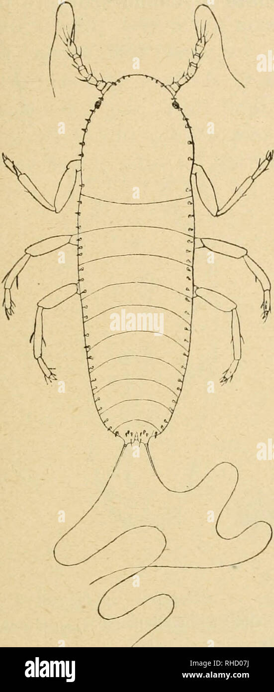 . Bollettino del Laboratorio di Europa generale e Agraria della R. Scuola Superiore d'Agricoltura in Portici. Zoologie; Zoologie, wirtschaftlichen; Entomologie. Â 237 â articolo ha un piccolo Pelo ventrale e mediale Ed uno laterale piÃ¹ Lungo. Il terzo articolo ha un Lungo pelo ventrale e mediale e aufgrund dorsali piÃ¹ brevi. Il quarto articolo Porta un solo Pelo la-Terale ed Il Quinto, anch'essi laterali. L'Ultimo articolo ha durch Peli dorsali, di Cui uno sotti - lissimo supera in Länge tutta r Antenne mentre 1'altro Ã¨assai piÃ¹ Brevis, un Terzo pelo mediale e ventrale e sei Peli apicali piÃ¹ Adr Stockfoto