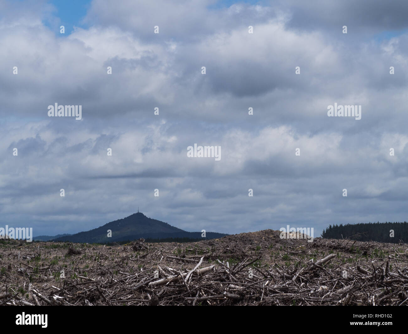 Logging Schrägstrich, Rückstände nach dem Pinienwald klar gefällt wurde, Kaiangaroa Wald, Bay of Plenty, Neuseeland Stockfoto