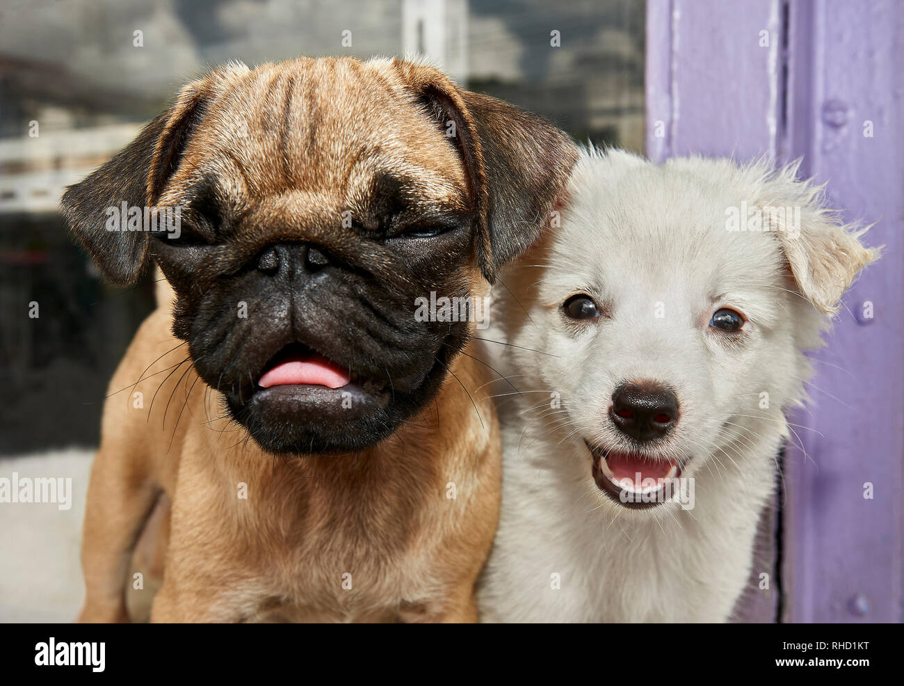 Porträt von zwei jungen, verschiedene suchen Hunde, neben einander, fotografiert außerhalb einer Pet Shop in den Philippinen Stockfoto