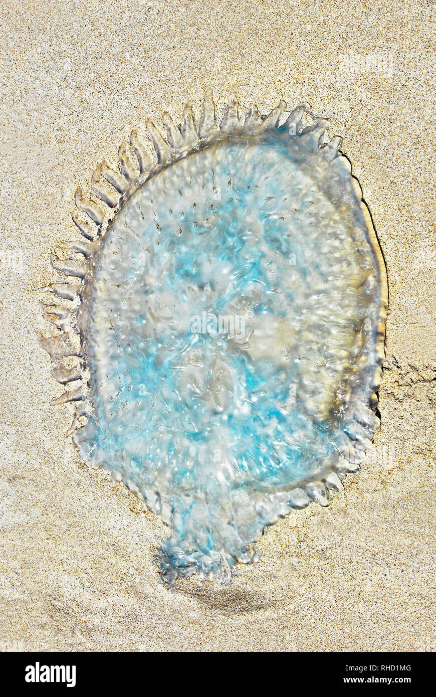 Eine transparente und bläuliche jelly Suche Fisch auf Sand bei Sabang Beach, Provinz Palawan, Philippinen liegen Stockfoto