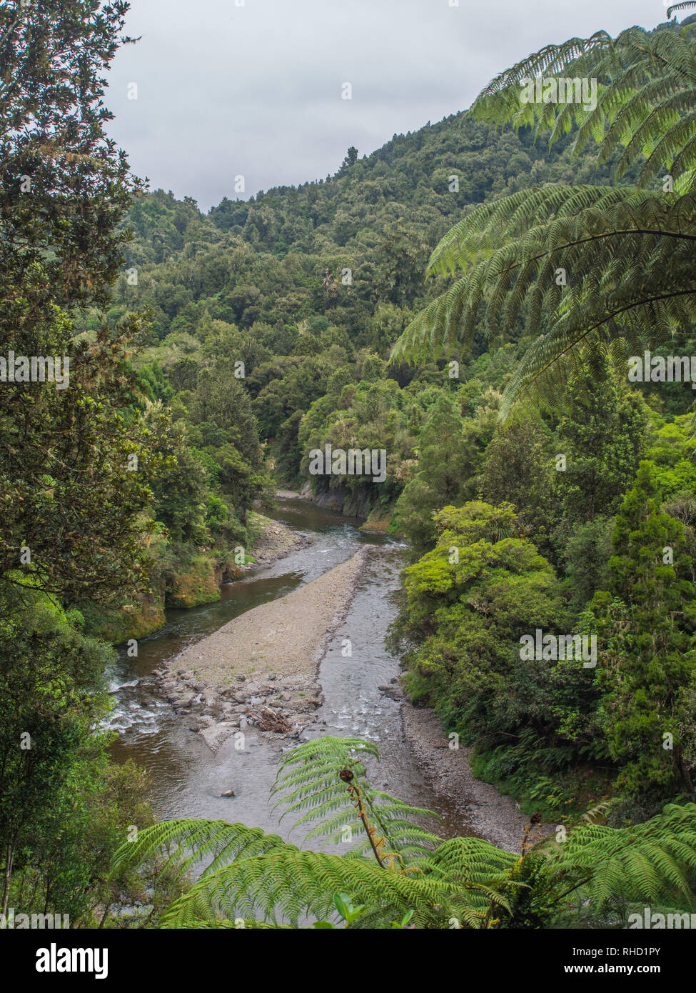 Tauranga Fluss fließt durch den Auwald Bush mit Baumfarne, Waimana Tal, Te Urewera National Park, Bay of Plenty, North Island, Neuseeland Stockfoto