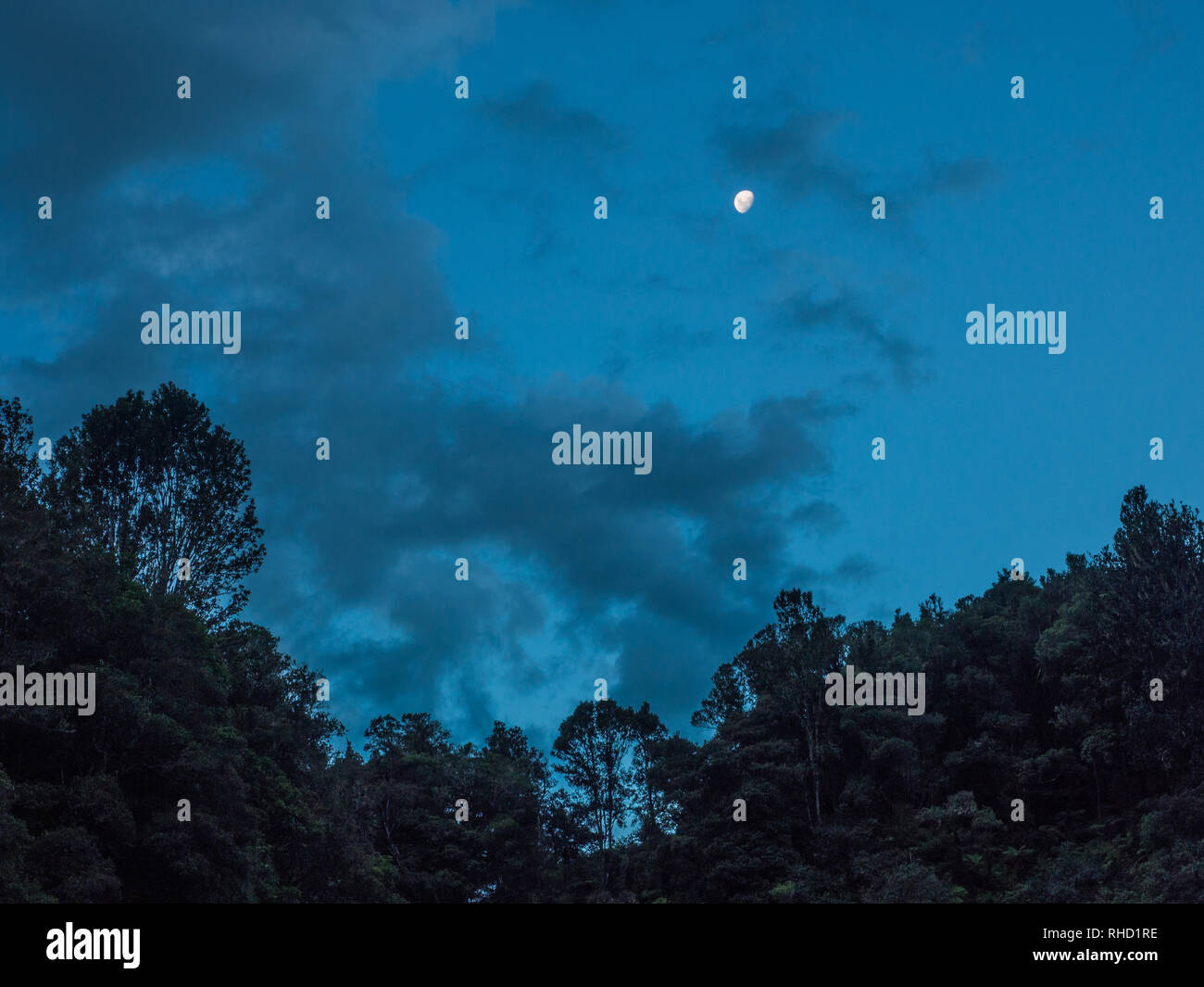 Der Mond im Nachthimmel über native Wald bush Ridge, Waimana Tal, Te Urewera National Park, Bay of Plenty, North Island, Neuseeland Stockfoto