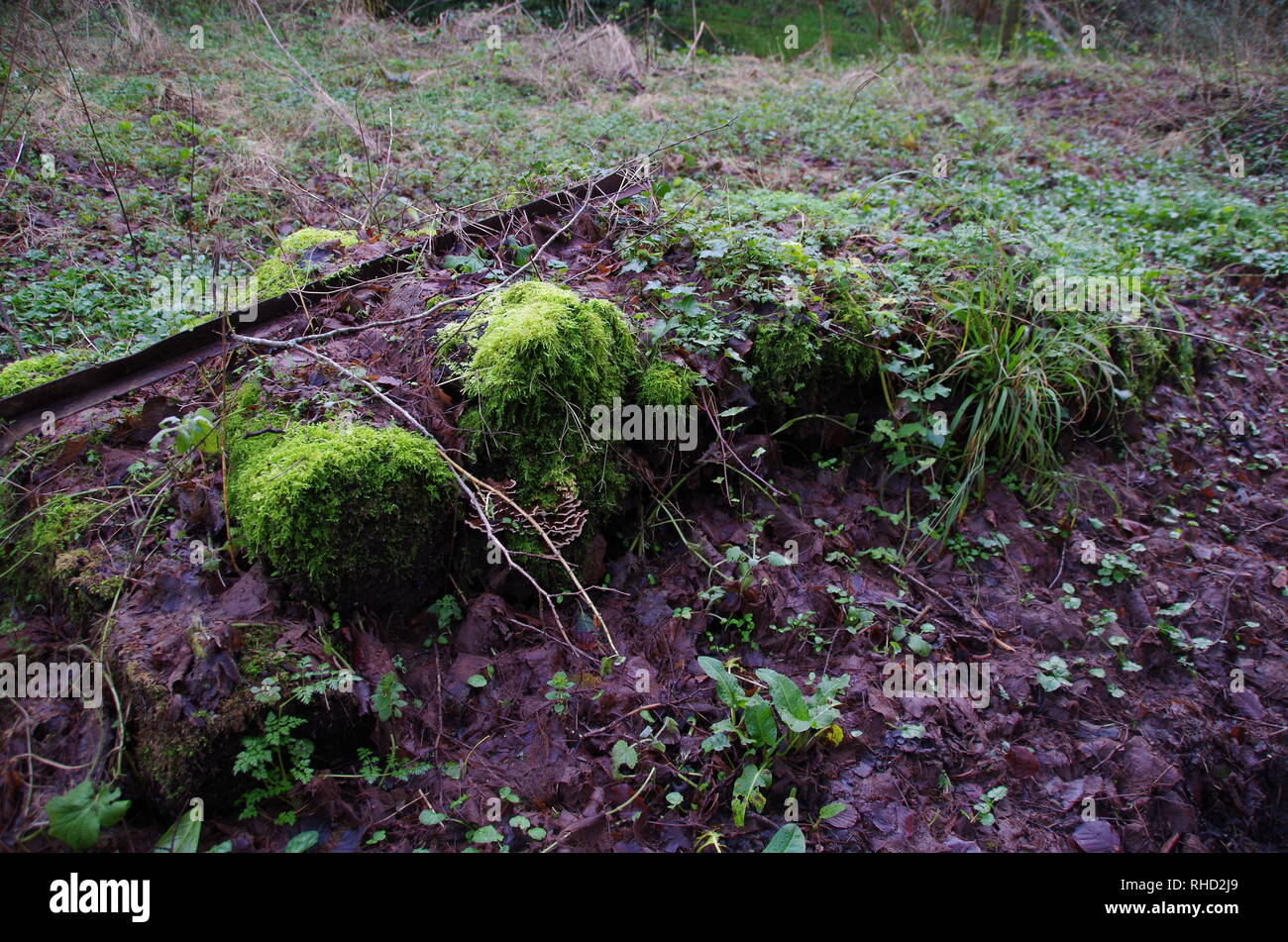 Compton Valence. Der Macmillan. Weitwanderweg. Dorset. England. Großbritannien Stockfoto