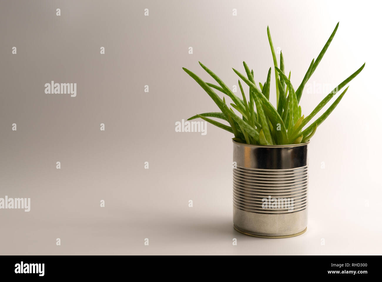 Lebendige, moderne Aloe Vera Pflanze in einem einfachen und alternative hipster Blumentopf auf sauberen, weißen Hintergrund - Konzept der natürlichen medizinische Heilmittel Stockfoto